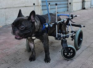 carrellino%20ortopedico%20posteriore%20per%20cane%20driftdog.jpeg carrellino%20ortopedico%20posteriore%20per%20cane%20driftdog.jpeg