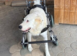 carrellino%20ortopedico%20a%204%20ruote%20per%20cane%20driftdog%20-%201.jpeg carrellino%20ortopedico%20a%204%20ruote%20per%20cane%20driftdog%20-%201.jpeg