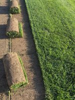 prato-a-rotoli-festuca-90-poa-10