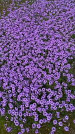 verbena-hybrida-vaso-10