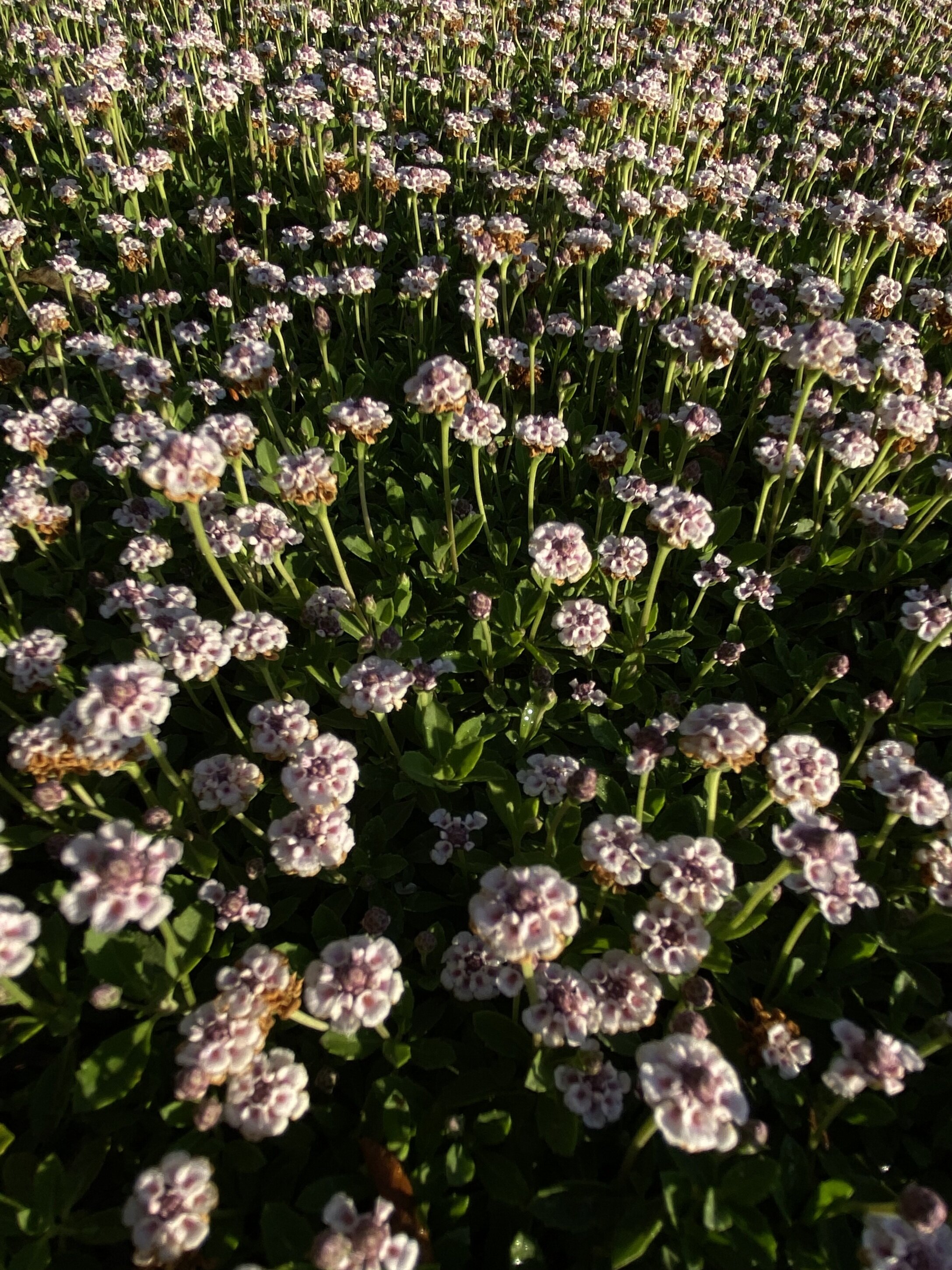 🌿 Piante tappezzanti disponibili online, produzione selezionata, qualit&agrave; professionale 📦 Spedizioni luned&igrave; e marted&igrave; 🚀 Ordina ora dal nostro shop