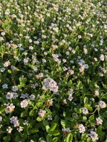 lippia-nodiflora-vaso-10-cm
