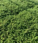 frankenia-laevis-vaso-10