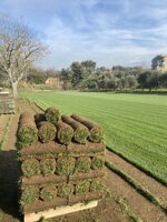 prato-a-rotoli-festuca-90-poa-10