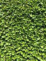 dichondra-repens