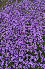 verbena-hybrida