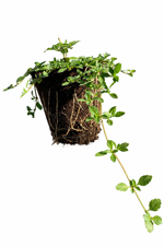 lippia-nodiflora-vaso-10-cm