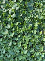 dichondra-repens