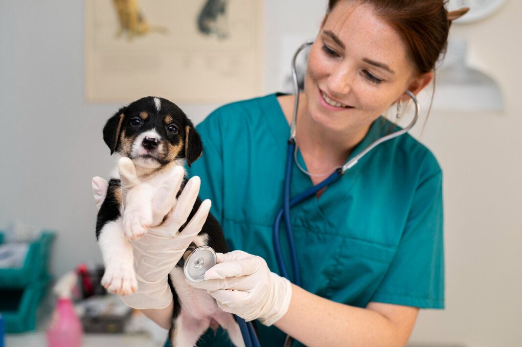 close-up-on-veterinarian-taking-care-of-dog (1).jpeg