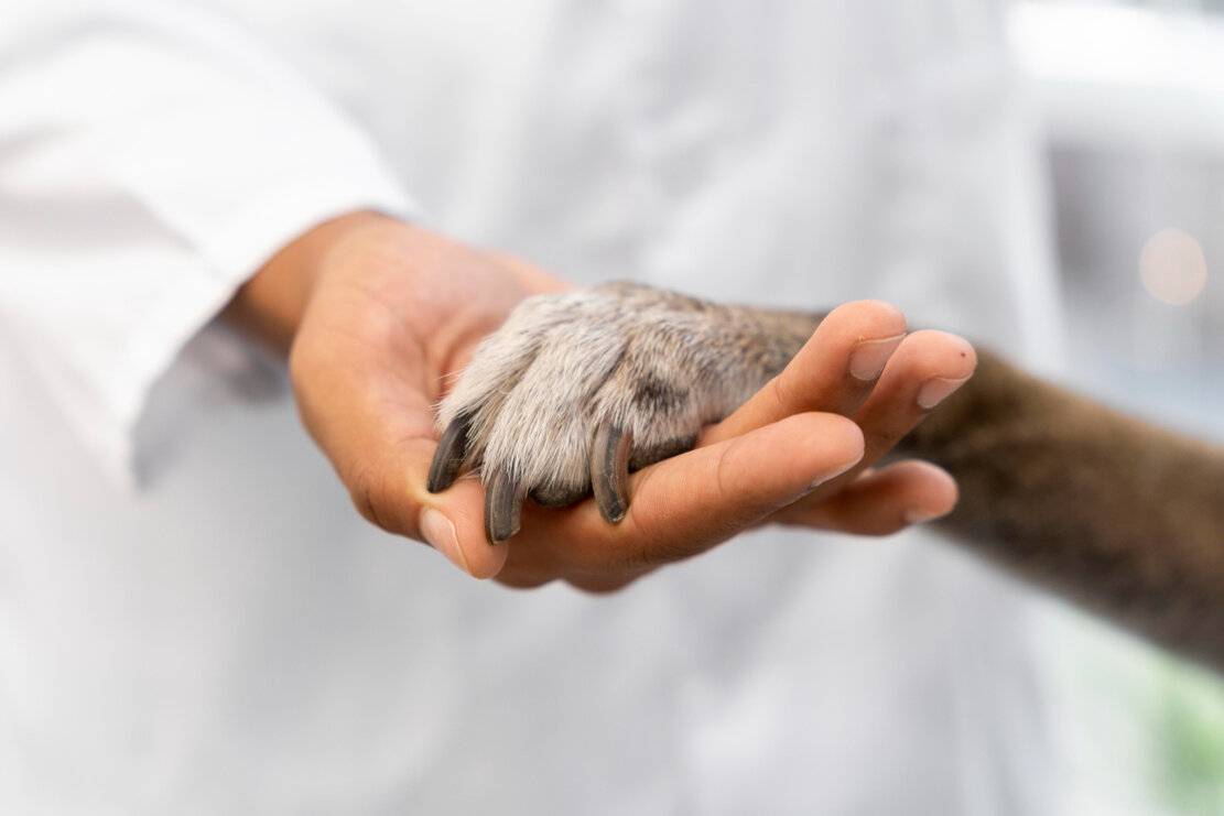 close-up-hand-holding-dog-paw.jpeg close-up-hand-holding-dog-paw.jpeg