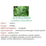 estratto-spagirico-scutellaria-50-ml-aether