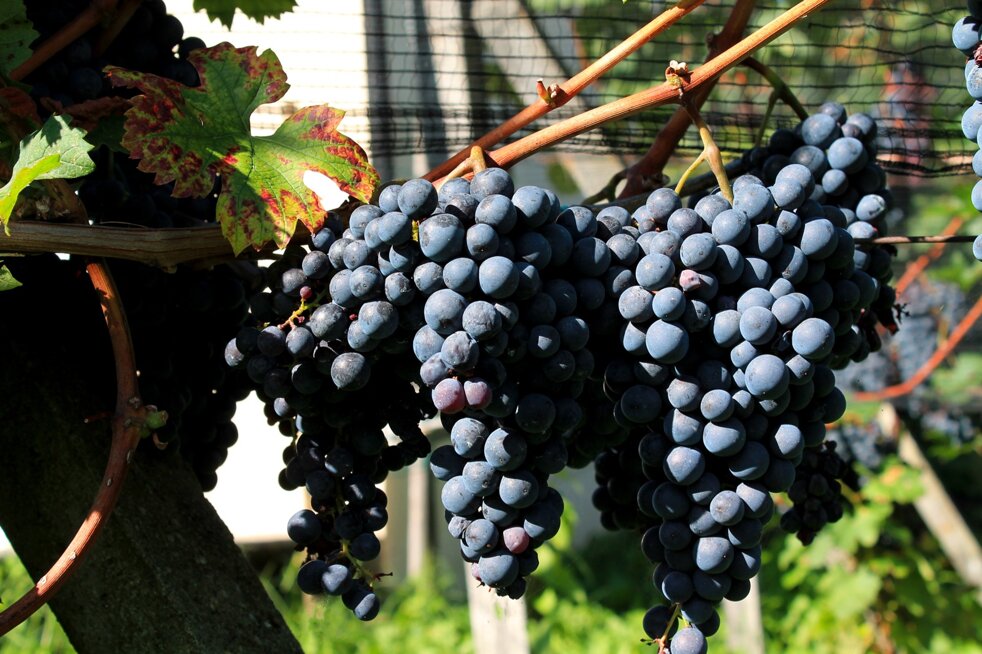 Merlot, Uva, Grappoli, Vino, Rosso, Cadro, Ticino Merlot, Uva, Grappoli, Vino, Rosso, Cadro, Ticino
