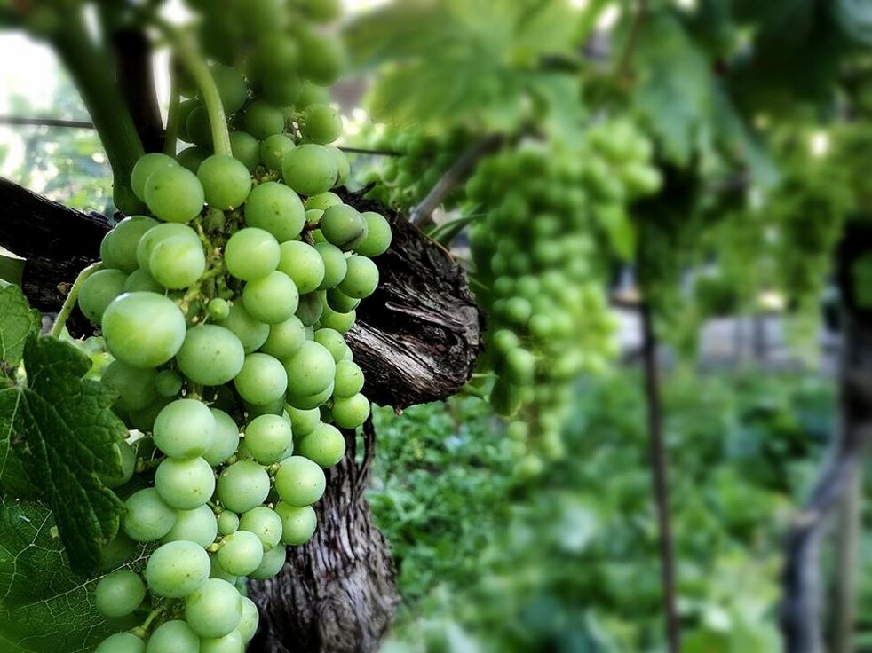 Merlot, Uva, Grappoli, Vino, Rosso, Cadro, Ticino Merlot, Uva, Grappoli, Vino, Rosso, Cadro, Ticino