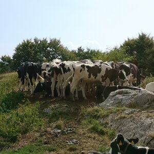 img_20260729_102525.jpeg