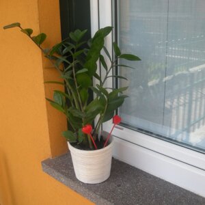 eyJpdCI6ImRhdmFuemFsaSwgcG9yZmlkbyBkZWwgVHJlbnRpbm8iLCJkZSI6IkZlbnN0ZXJi5G5rZSwgcG9ycGh5ciwgc2FybmVyLCBwb250aXZlcywgZm9ydGVidXNvIiwiZW4iOiJzaWxscywgd2luZG93LXNpbGxzLCBwb3JwaHlyIiwiZnIiOiJhcHB1aXMtZGUtZmVuZXRyZSwgcG9ycGh5cmUifQ==