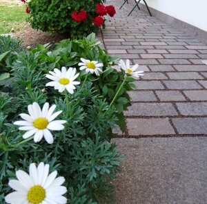 eyJpdCI6InBpYXN0cmVsbGUgcG9yZmlkbyIsImRlIjoiZmxpZXNlbiwgYm9kZW4sIHBvcnBoeXIsIGdlZmxhbW10ZS1PYmVyZmzkY2hlLCBHcvZkZW4tcG9ycGh5ciIsImZyIjoic3VyZmFjZS1mbGFtbehlLCBwb3JwaHlyZSwgZGFsbGVzLCB0cmVudGlubyIsImVuIjoidGlsZXMsIHBvcnBoeXIsIGZsYW1lZCBzdXJmYWNlLCBUcmVudGlubyAifQ==