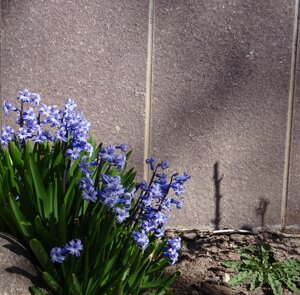 copertine, rivestimento, porfido-del-trentino