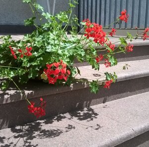 eyJpdCI6InNjYWxhIGluIHBvcmZpZG8sIGdyYWRpbmksIGFsemF0ZSwgcG9yZmlkbyBkZWwgVHJlbnRpbm8sIHNjYWxpbmksIHBvcmZpZG8gZ3JpZ2lvIHZpb2xhLCBzY2FsZSwgcGlldHJhLCBMYWplbiwgTGFpb247ICIsImRlIjoidHJlcHBlbiwgdHJpdHRzdHVmZW4sIHN0dWZlbiwgc2V0enN0dWZlbiwgcG9ycGh5ciwgIEdy9mRlbi1wb3JwaHlyLCBT/GR0aXJvbDsgTGFpb24sIExhamVuIiwiZnIiOiJlc2NhbGllciBwb3JwaHlyZSAiLCJlbiI6InN0YWlycywgcG9ycGh5ci1mcm9tLVRyZW50aW5vLCBzdGVwcywgZmxhbWVkLXN1cmZhY2UsIn0= eyJpdCI6InNjYWxhIGluIHBvcmZpZG8sIGdyYWRpbmksIGFsemF0ZSwgcG9yZmlkbyBkZWwgVHJlbnRpbm8sIHNjYWxpbmksIHBvcmZpZG8gZ3JpZ2lvIHZpb2xhLCBzY2FsZSwgcGlldHJhLCBMYWplbiwgTGFpb247ICIsImRlIjoidHJlcHBlbiwgdHJpdHRzdHVmZW4sIHN0dWZlbiwgc2V0enN0dWZlbiwgcG9ycGh5ciwgIEdy9mRlbi1wb3JwaHlyLCBT/GR0aXJvbDsgTGFpb24sIExhamVuIiwiZnIiOiJlc2NhbGllciBwb3JwaHlyZSAiLCJlbiI6InN0YWlycywgcG9ycGh5ci1mcm9tLVRyZW50aW5vLCBzdGVwcywgZmxhbWVkLXN1cmZhY2UsIn0=