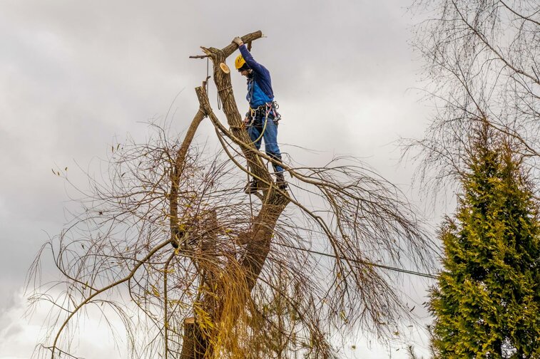 immagini-treew-climbing-14-abbattimento-controllato.jpeg
