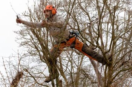 immagini-treew-climbing-5.jpeg