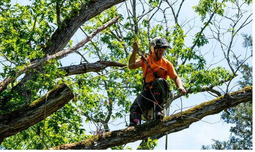immagini-treew-climbing-13.jpeg