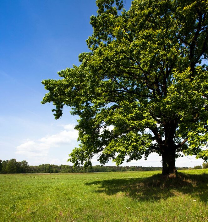 quercia.jpeg