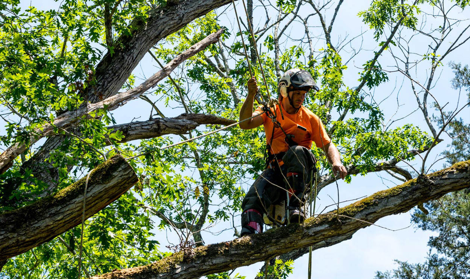immagini-treew-climbing-13.jpeg immagini-treew-climbing-13.jpeg