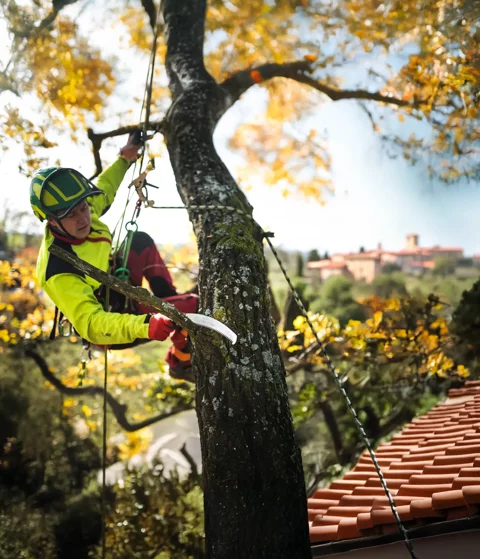 tree-climber-potatore