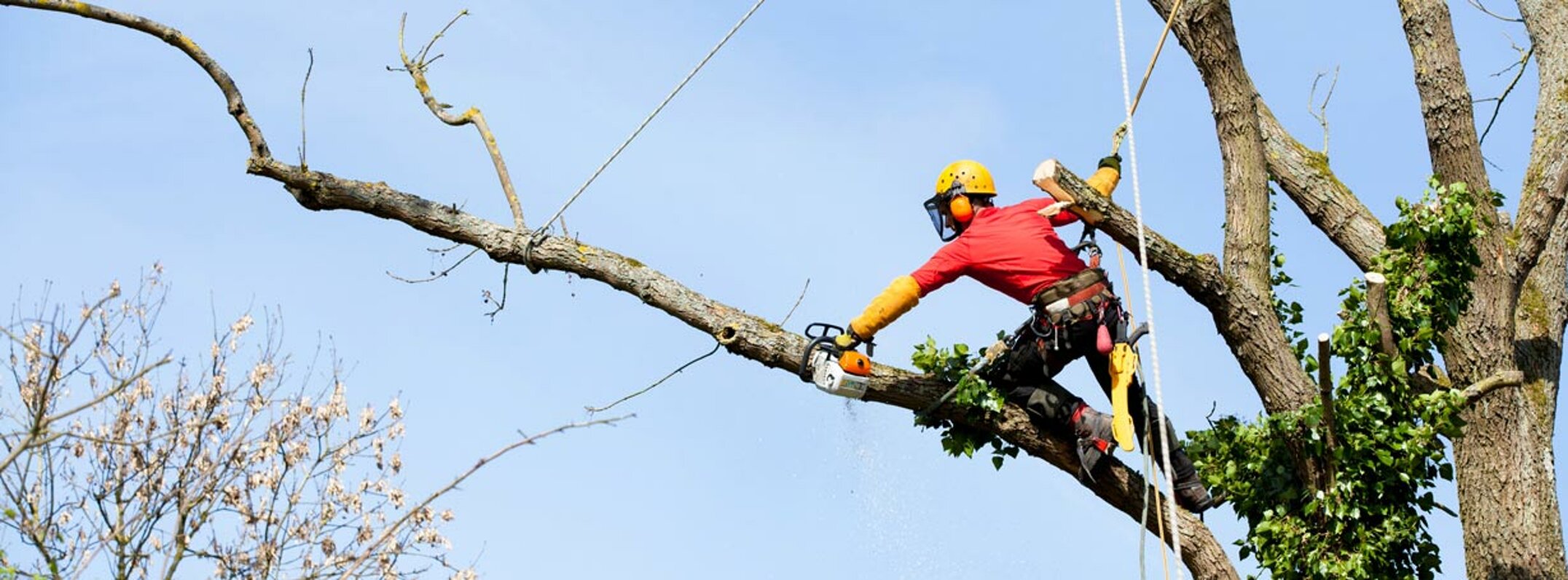 immagini-treew-climbing-8.jpeg