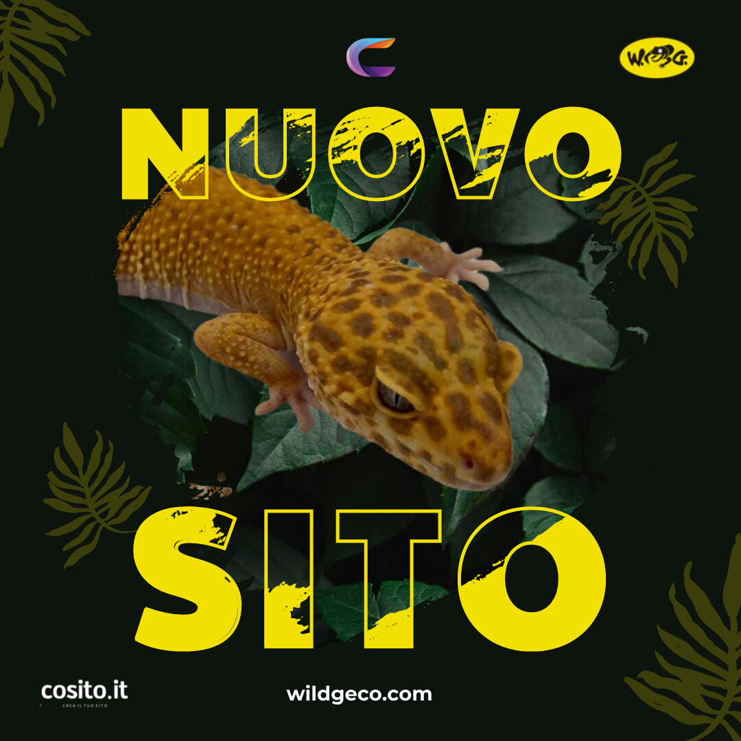 wild-geco-nuovo-sito.jpeg
