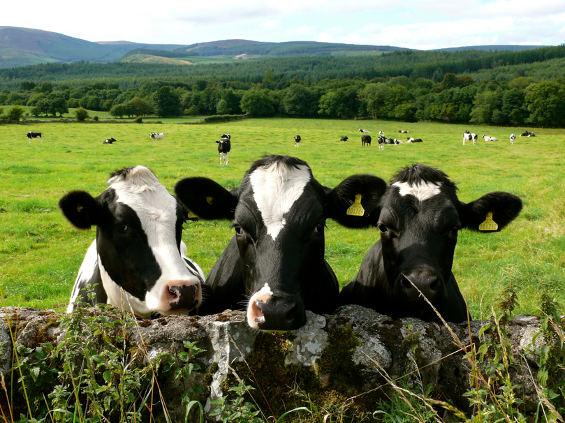 gastro intestinal models