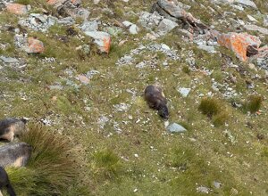 img_0279.jpeg img_0279.jpeg