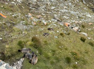 img_0286.jpeg img_0286.jpeg