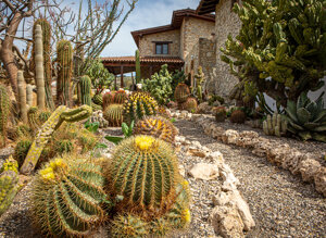 eyJpdCI6IkdpYXJkaW5vIEJvdGFuaWNvLCBSZWxhaXMgR2FyZGVuIENhY3R1cyJ9