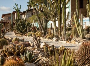 eyJpdCI6IkdpYXJkaW5vIEJvdGFuaWNvLCBSZWxhaXMgR2FyZGVuIENhY3R1cyJ9