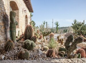 eyJpdCI6IkdpYXJkaW5vIEJvdGFuaWNvLCBSZWxhaXMgR2FyZGVuIENhY3R1cyJ9