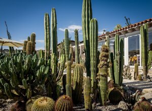 eyJpdCI6IkdpYXJkaW5vIEJvdGFuaWNvLCBSZWxhaXMgR2FyZGVuIENhY3R1cyJ9