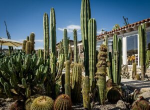 eyJpdCI6IkdpYXJkaW5vIEJvdGFuaWNvLCBSZWxhaXMgR2FyZGVuIENhY3R1cyJ9