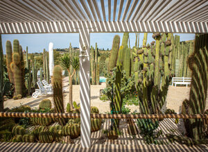 eyJpdCI6IkdpYXJkaW5vIEJvdGFuaWNvLCBSZWxhaXMgR2FyZGVuIENhY3R1cyJ9