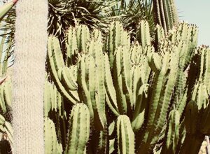 eyJpdCI6IkdpYXJkaW5vIEJvdGFuaWNvLCBSZWxhaXMgR2FyZGVuIENhY3R1cyJ9