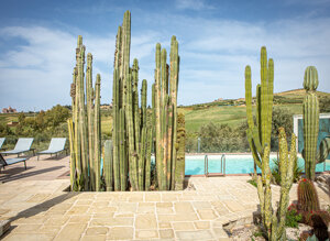 eyJpdCI6IkdpYXJkaW5vIEJvdGFuaWNvLCBSZWxhaXMgR2FyZGVuIENhY3R1cyJ9