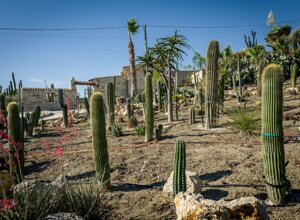 eyJpdCI6IkdpYXJkaW5vIEJvdGFuaWNvLCBSZWxhaXMgR2FyZGVuIENhY3R1cyJ9