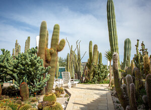 eyJpdCI6IkdpYXJkaW5vIEJvdGFuaWNvLCBSZWxhaXMgR2FyZGVuIENhY3R1cyJ9