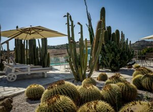 eyJpdCI6IkdpYXJkaW5vIEJvdGFuaWNvLCBSZWxhaXMgR2FyZGVuIENhY3R1cyJ9