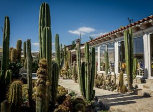 eyJpdCI6IkdpYXJkaW5vIEJvdGFuaWNvLCBSZWxhaXMgR2FyZGVuIENhY3R1cyJ9