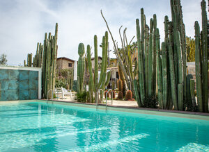 eyJpdCI6IkdpYXJkaW5vIEJvdGFuaWNvLCBSZWxhaXMgR2FyZGVuIENhY3R1cyJ9