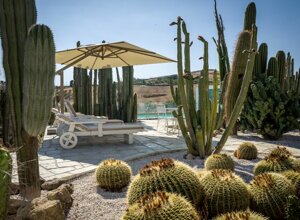 eyJpdCI6IkdpYXJkaW5vIEJvdGFuaWNvLCBSZWxhaXMgR2FyZGVuIENhY3R1cyJ9