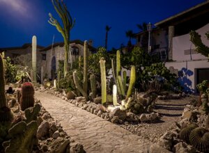 eyJpdCI6IkdpYXJkaW5vIEJvdGFuaWNvLCBSZWxhaXMgR2FyZGVuIENhY3R1cyJ9