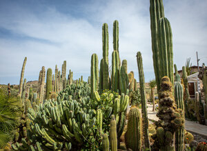 eyJpdCI6IkdpYXJkaW5vIEJvdGFuaWNvLCBSZWxhaXMgR2FyZGVuIENhY3R1cyJ9