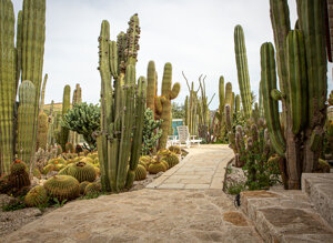 eyJpdCI6IkdpYXJkaW5vIEJvdGFuaWNvLCBSZWxhaXMgR2FyZGVuIENhY3R1cyJ9